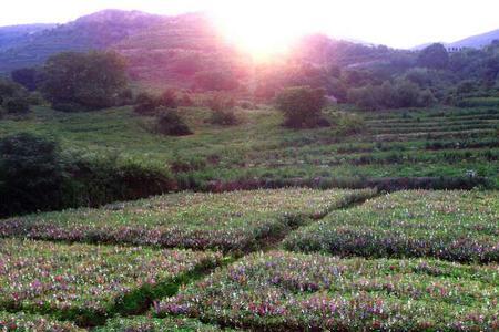 山岗地种植什么