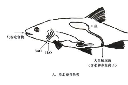 鱼的形态有哪些,发挥想象