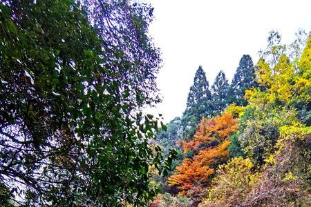 静躺入空山是什么意思