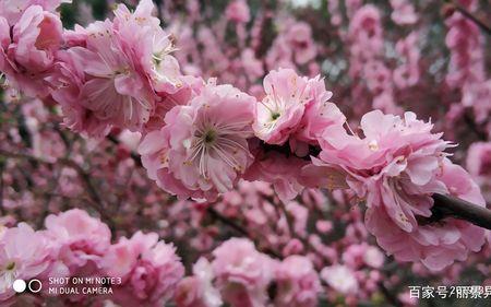 姹紫嫣红的花像什么比喻句