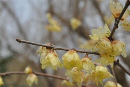 腊梅新芽长出后又蔫了怎么补救