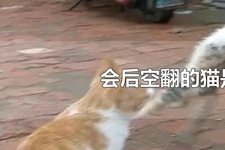 后空翻的猫是什么意思