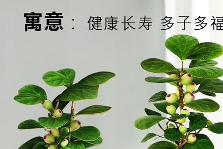 小盼菩提果子熟透什么颜色