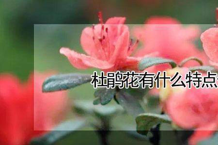 花儿多么补充句子