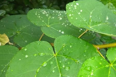 关于久旱逢甘雨的心情