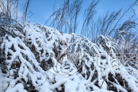 它像白雪皑皑的树枝的解释