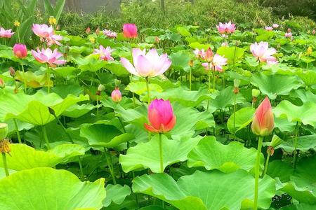 夏的季节表达什么情感