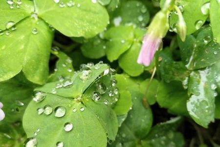 春雨绵绵这样形式的词语有什么