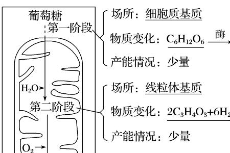 有氧呼吸有何作用呢