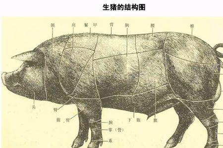 一头猪分割后各部位比例