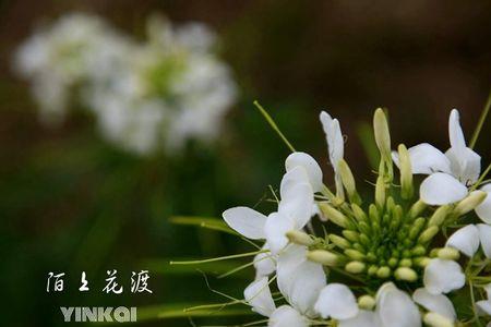 陌上花是啥花