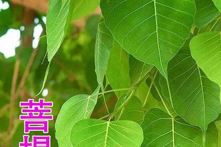 菩提树原名叫什么树