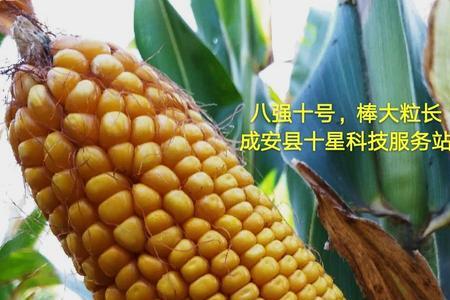 强育998玉米种子适合河南省种植么