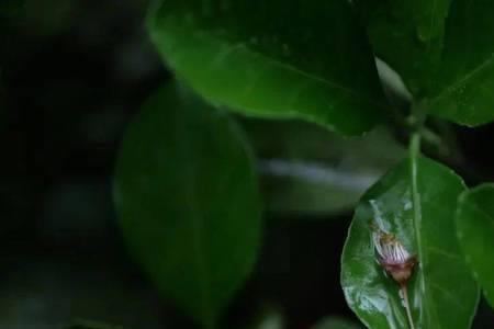 窸窸窣窣可以形容雨吗