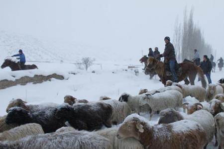 阿勒泰雪灾受灾情况