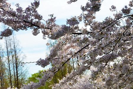 颐和园有樱花吗