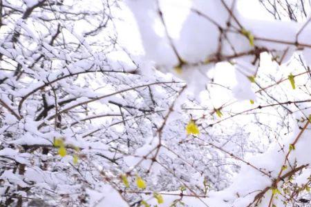 下春雪的原因