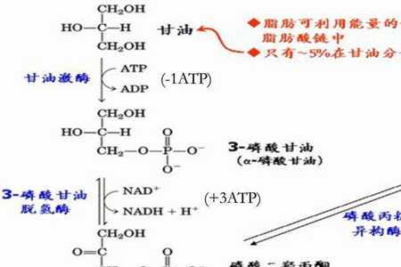 葡萄糖，可以分解成什么