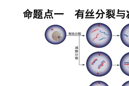 同一个生物体分裂称为什么分裂