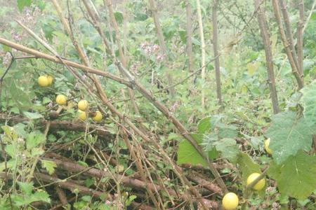 野茄味道如何