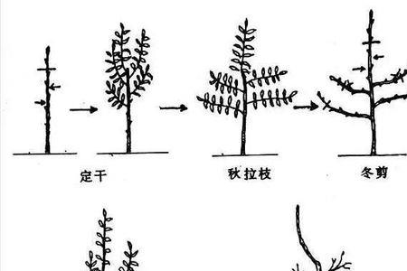 桃树嫁接原理