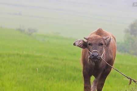 小水牛是什么食物