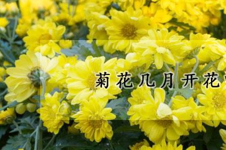 菊花几声调