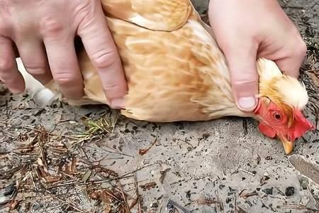 杀鸡没血有什么说法