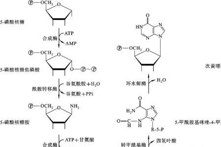 腺嘌呤的缩写