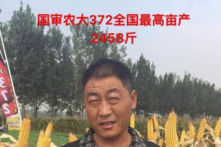 金博士9133玉米种产量表现好吗