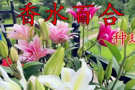 香水百合芽断了还能用吗