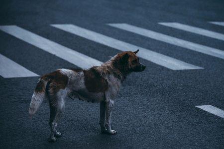 前途路茫茫猜一数字