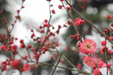 竹梅傲雪总含情是什么意思