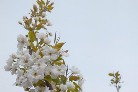 桃花芳菲梨花笑歌词含义