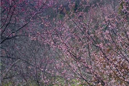 信阳桃花寨桃花什么时候开