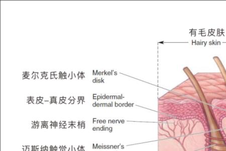 皮肤和谐什么意思