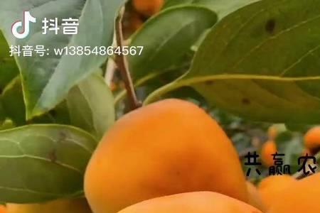 脆柿子树怎么管理