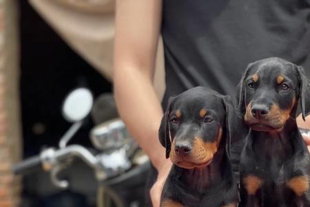 杜宾幼犬爱要手怎么办