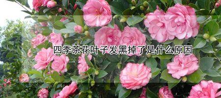 四季茶花烂叶是什么情况