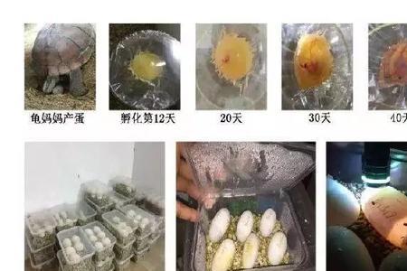 龟蛋已经不透光了多久出壳