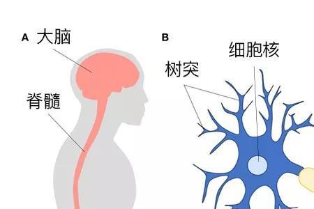 大脑思考时，神经元如何工作的