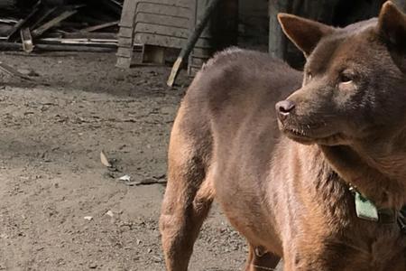 红太狼犬的优缺点