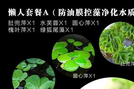 水草净化水质排行