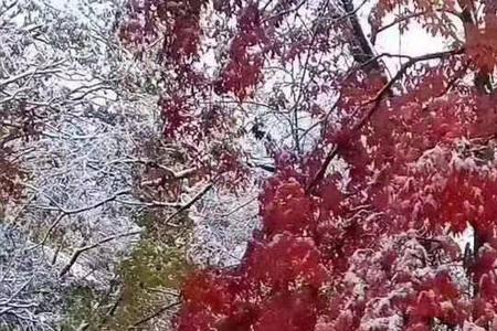 几度风雨骤几度雪飞春啥意思