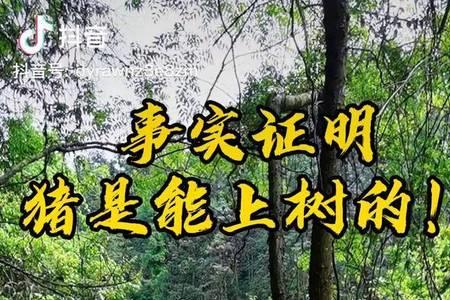 男人靠得住，母猪都上树怎么反驳