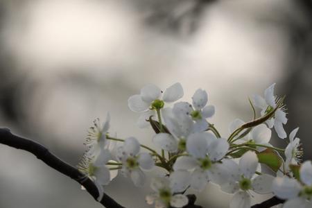 梨花有多少片花瓣