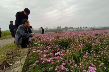 芜湖紫云英人才计划激活时间