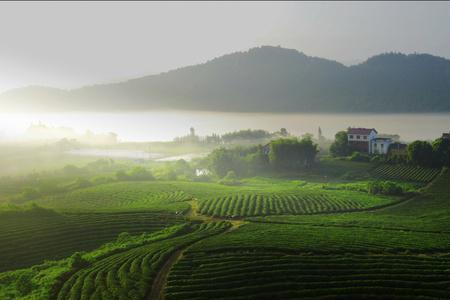 山清水秀茶叶是什么茶