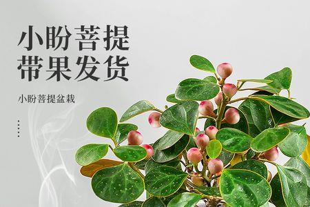 小盼菩提在豫东地区能栽活吗