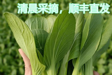 上海青油菜什么时间种